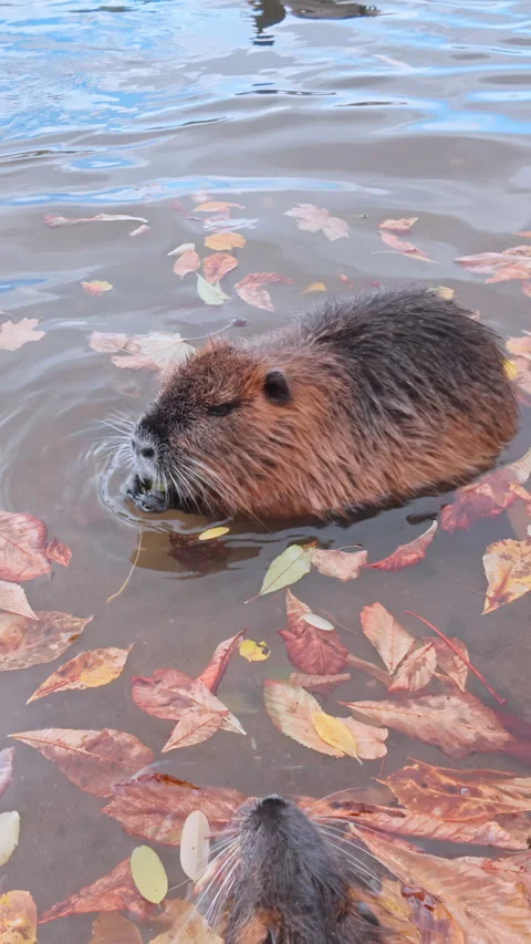 Coypu sits in water among fallen autumn leaves, greedily eating yellow maple Stock Footage 325075355