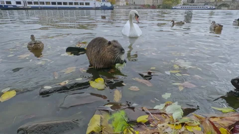Coypu sits in water among floating fallen autumn leaves and eats leaf, with Stock Footage 339042956