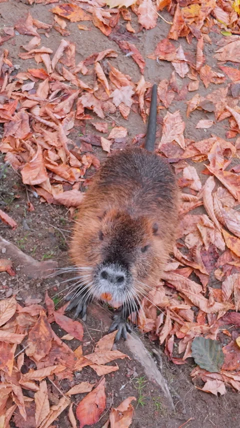 Coypu stands with its front paws resting on crooked tree roots, looking Stock Footage 325075285