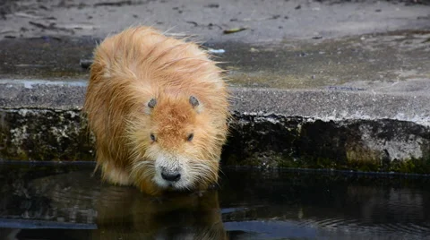 Coypu washing and scratching itself in the water. Stock Footage 50927869