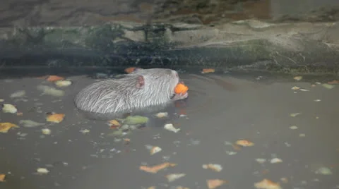 Coypu in a zoo Stock Footage