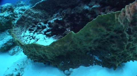 Cozumel Sponge Underwater Stock Footage 36372136