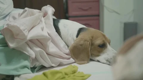 Cozy Beagle Resting on a Bed Stock Footage 315976009