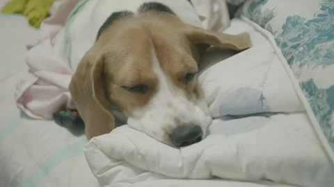 Cozy Beagle Sleeping Comfortably on a Soft Blanket Stock Footage 315976161