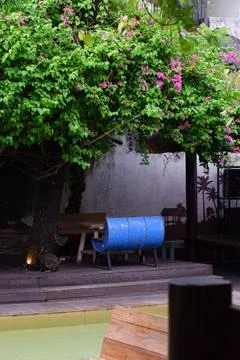 Cozy Cafe Cat Sleeping In Repurposed Blue Drum Under Pink Bougainvillea Garden Stock Photos