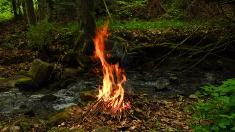 Cozy campfire and forest stream at twilight surrounded by wilderness and nature Stock Footage 331565105