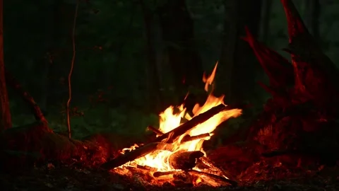 Cozy campfire burning in dark night forest wood fire background footage Video stock 341878797