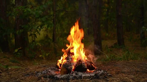 Cozy Campfire Burning in Forest Wilderness Nature Background Loop 库存影片 343821475