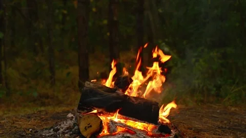 Cozy Campfire Burning in Forest Wilderness Nature Loop Background Stock Footage 344031056