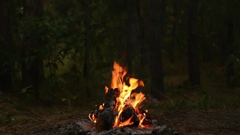 Cozy Campfire Burning in Forest Wilderness Nature Background Loop Video stock 344031181