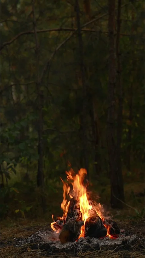 Cozy Campfire Burning in Forest Wilderness Nature Background Loop Video stock 344031198