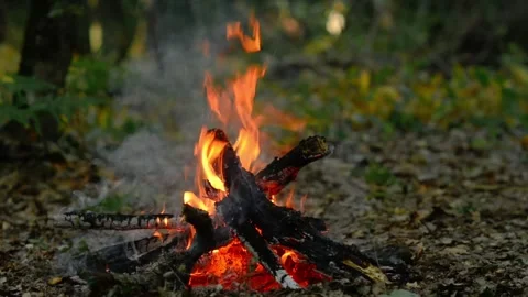 Cozy campfire burning in a green forest clearing, seamless loop option Video stock 343216747