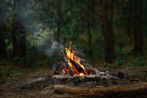 Cozy Campfire Burning in a Quiet Pine Forest Stock Photos