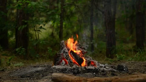 Cozy Campfire Crackling in the Woods Video stock 342284353