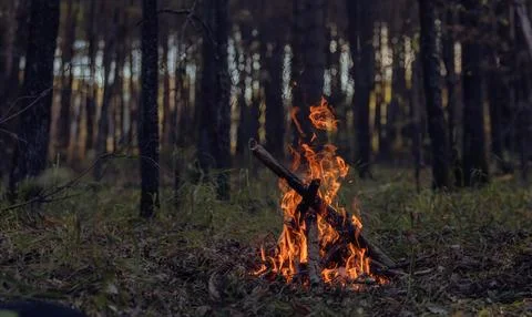Cozy Campfire in a Forest Clearing Stock Photos