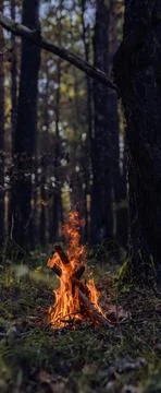 Cozy Campfire in a Forest Clearing Stock Photos