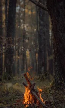 Cozy Campfire in a Forest Clearing Stock Photos