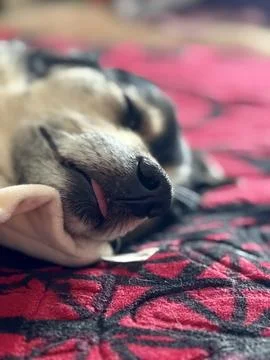 Cozy Canine Resting on a Patterned Red Blanket Stock Photos