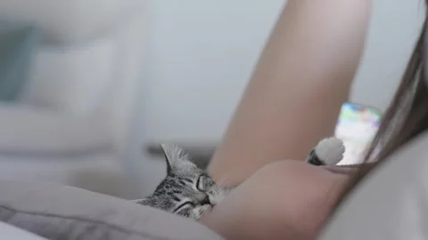 A Cozy Cat Lovingly Relaxing Together with Its Human Companion in a Peaceful Stock Footage 320847086
