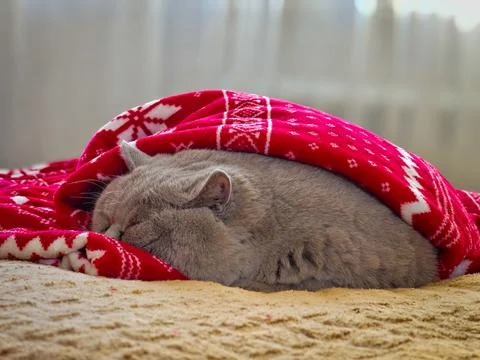 Cozy cat napping under red festive blanket Stock Photos
