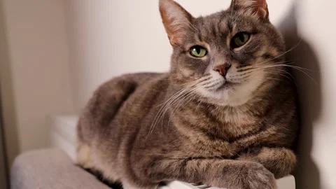 A cozy cat on a radiator, warming up as the chilly day sets in. Video stock 293070733