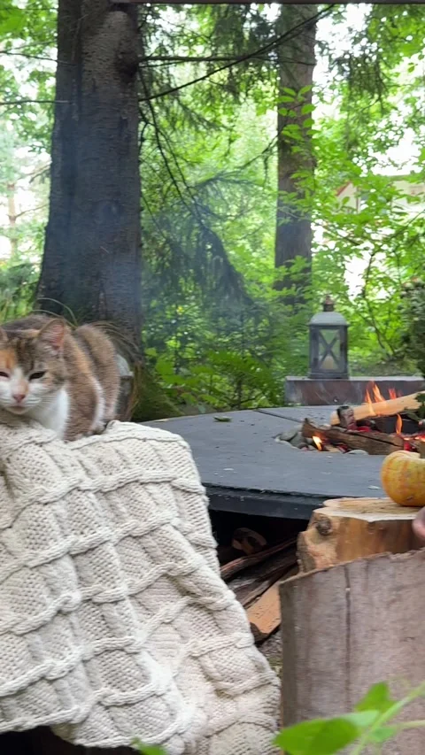 Cozy cat resting by outdoor fire pit in woodland garden Video stock 342648464