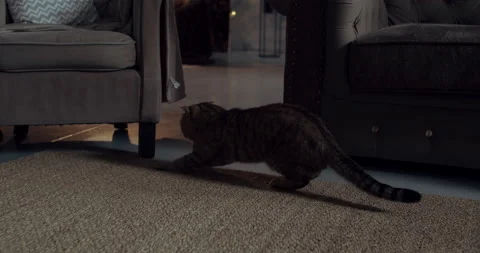 A cozy cat scratching the carpet with his paws inside the studio Video stock 141864657