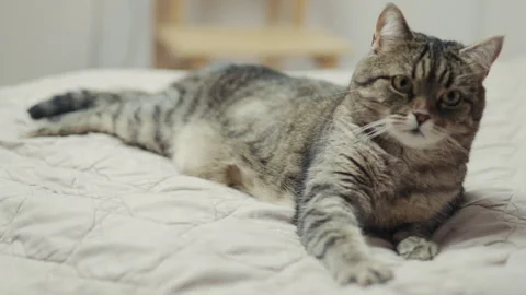 Cozy cat sitting on a bed by a glowing night lamp in a bedroom interior Stock Footage 330433586