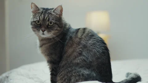Cozy cat sitting on a bed by a glowing night lamp in a bedroom interior Stock Footage 330434393