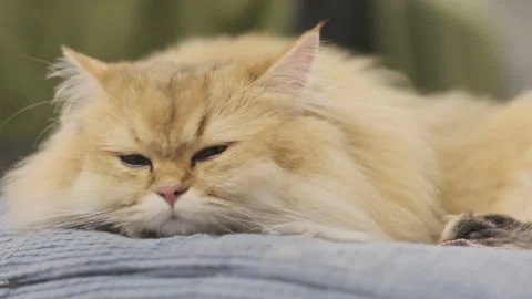 Cozy Catnap: Adorable Golden British Shorthair Relaxing in Warm Pet Bed 스톡 동영상 320322341