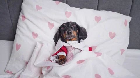 Cozy dachshund in heartpatterned bedding wakes up in cute morning stretch Stock Footage 319970428