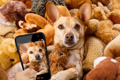 Cozy  dog in bed with teddy bears Stock-Fotos