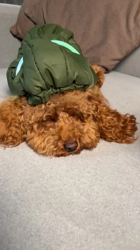 A Cozy Dog Snuggled in a Green Jacket is Relaxing Comfortably on the Couch Right Stock Footage 297842146