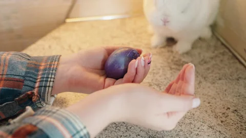 Cozy Easter offering hands present painted egg to white rabbit Video stock 330492115