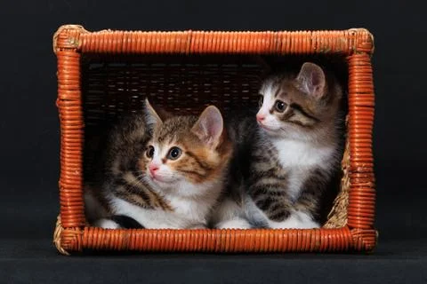 Cozy fitting kittens in rectangular basket Stock Photos