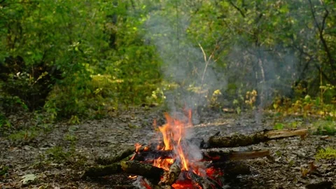 Cozy Forest Campfire Relaxing Background Loop Video stock 343343568