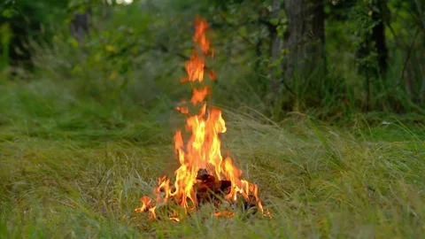Cozy Forest Campfire in Sunny Woods Loop. Video stock 343343370