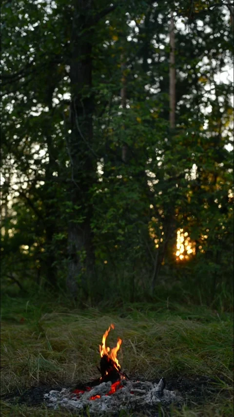 Cozy Forest Campfire Wood Structure Loop Stock Footage 343343454