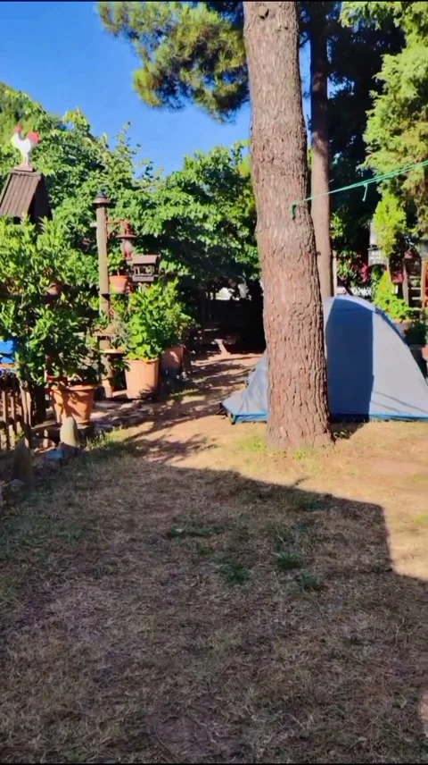 Cozy Garden Cafe Corner with a Camping Tent Under Pine Trees Stock Footage 345349624