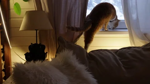 Cozy ginger cat sitting on a windowsill indoors, warm evening light and soft cur Stock Footage 326094086