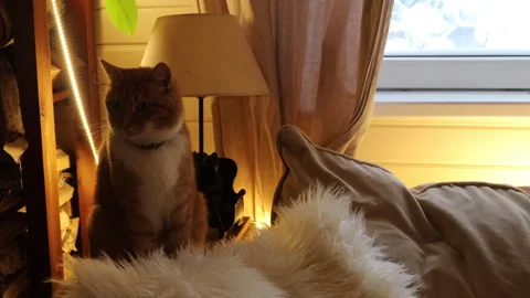 Cozy ginger cat sitting on a windowsill indoors, warm evening light and soft cur Stock Footage 326094192