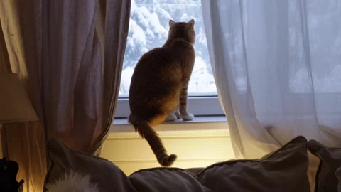 Cozy ginger cat sitting on a windowsill indoors, warm evening light and soft cur Stock Footage 326094255