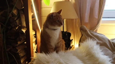Cozy ginger cat sitting on a windowsill indoors, warm evening light and soft cur Stock Footage 326094494