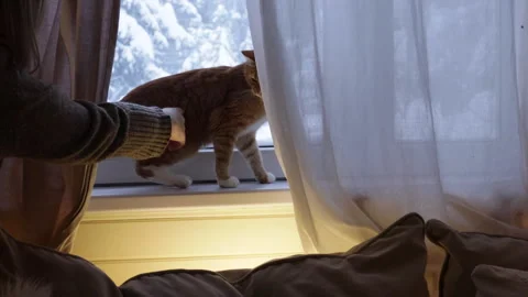 Cozy ginger cat sitting on a windowsill indoors, warm evening light and soft cur Stock Footage 326094547