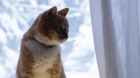 Cozy ginger cat sitting on a windowsill indoors, warm evening light and soft cur Stock Footage 326095082