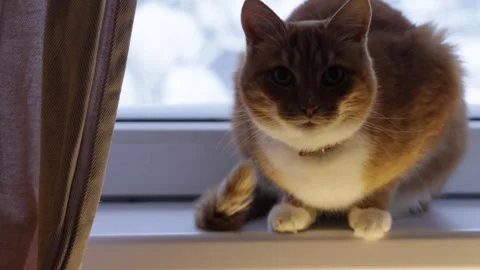 Cozy ginger cat sitting on a windowsill indoors, warm evening light and soft cur Stock Footage 326095158