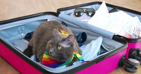 Cozy gray cat nestled inside pink suitcase, sporting vibrant rainbow scarf Stock Footage 307553853