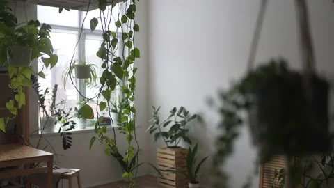 Cozy home interior and a lot of green plants in pots. Living room. Greens Video stock 175160553