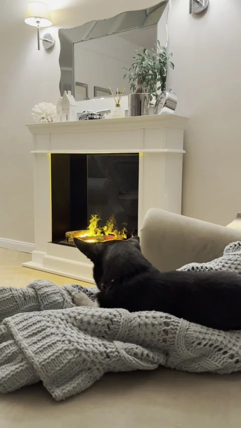 Cozy Home Interior with Dog Lying by Water Vapor Fireplace (Vertical) Stock-Footage 333064421