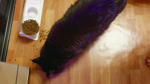 Cozy kitchen scene featuring cat by its dish amid domestic comforts Video stock 331977932